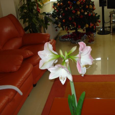 Amaryllis(mihaela)